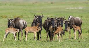 6 DAY ROAD & FLY-IN SAFARI FROM ARUSHA TO ZANZIBAR